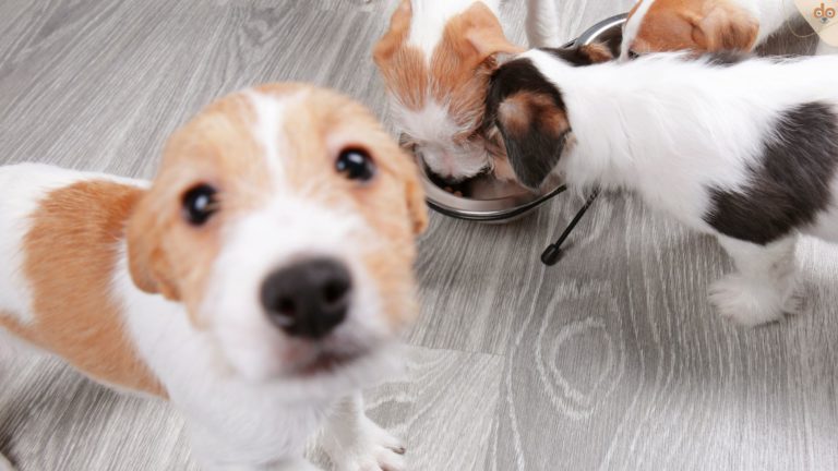 Junghunde am fressen, bis auf einen