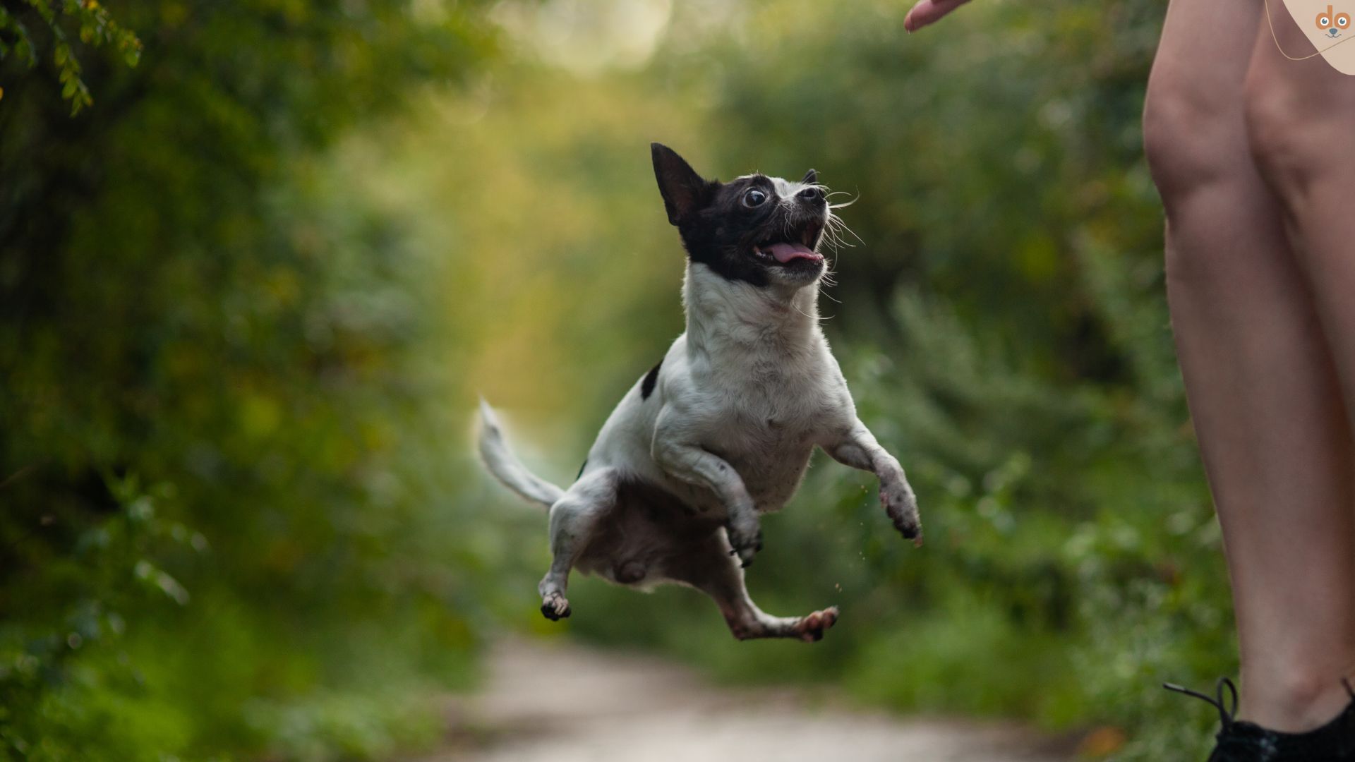 Kleiner Hund spring in Luft zu Mensch