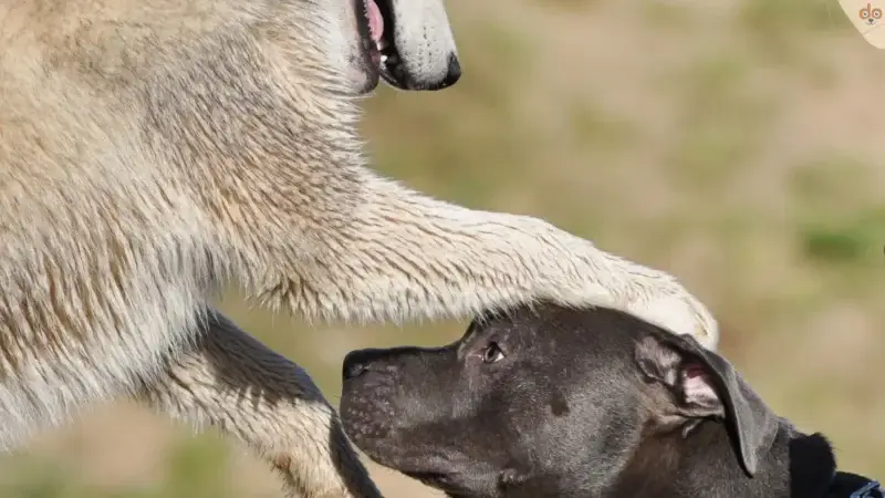 Die Sache mit der Dominanz: Aktive und Passive Unterwerfung bei Hunden