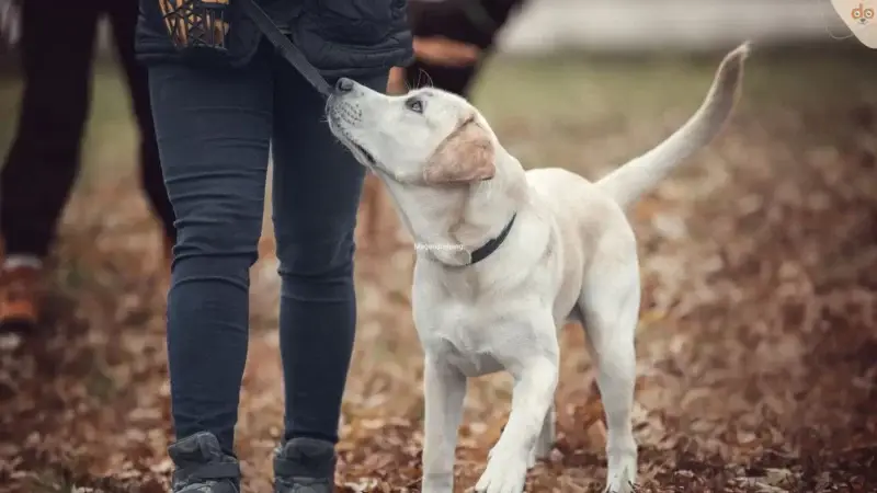 Hilfe, mein Hund hört nicht! – Grundlegende Tipps für die Hundeerziehung