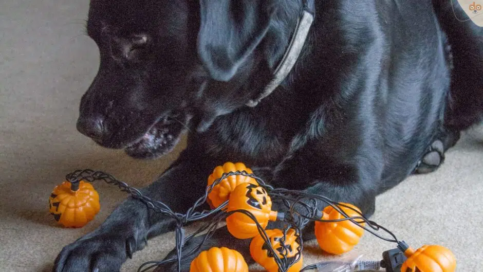 Labrador genervt Halloween Lampenkette