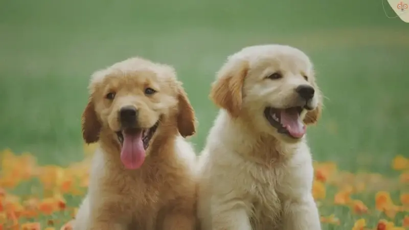 Den Top 10 beliebtester Anfängerhunde auf den Zahn gefühlt