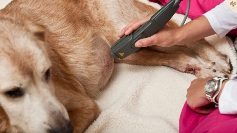 Arthrose beim Hund – Multimodale Therapie kann helfen