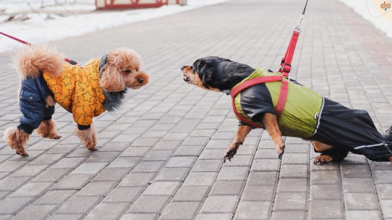 Leinenagression Hunde in Stadt