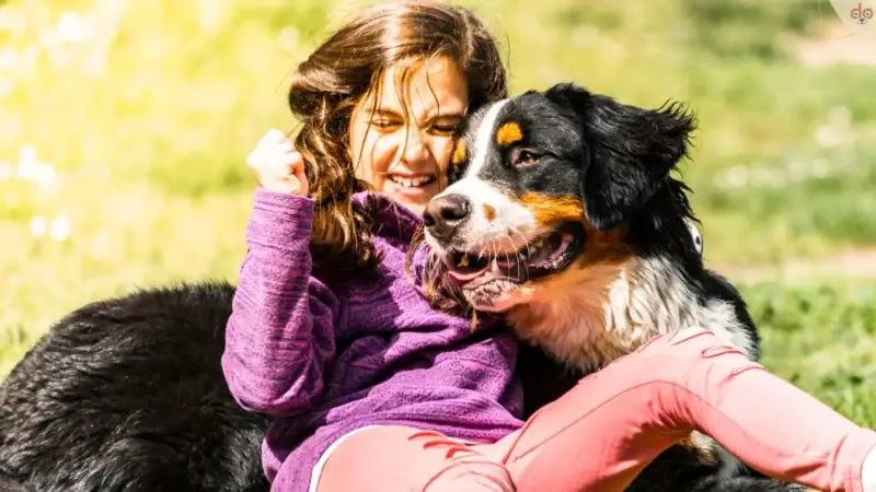 Die Bindung zwischen Mensch und Hund: Ein förderlicher Ansatz