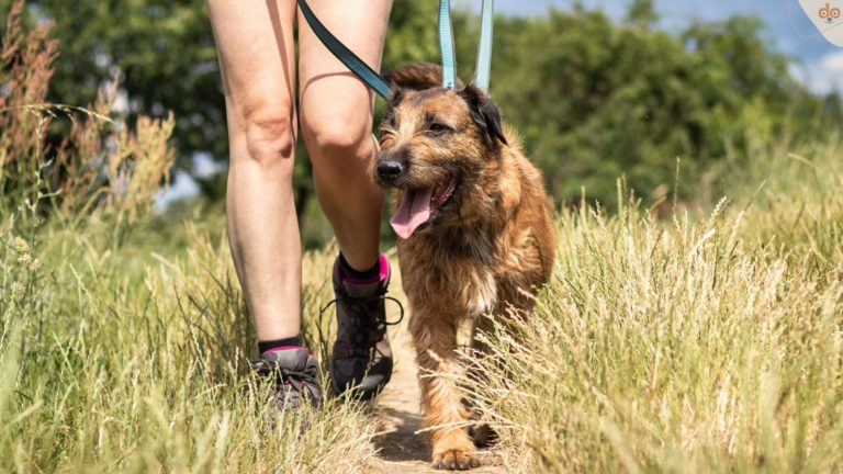 Mit Hund spazieren, gassi gehen