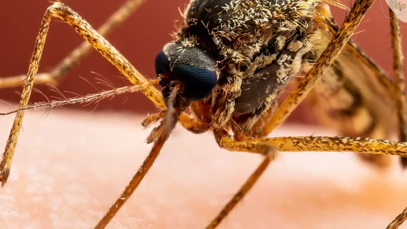 Leishmaniose: Gefährliche Infektionskrankheit betrifft auch Hunde