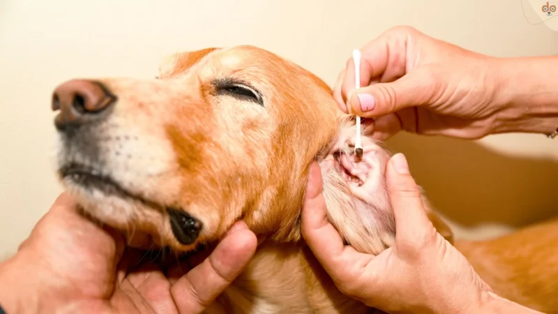 Ohrenpflege beim Hund – Ein Leitfaden
