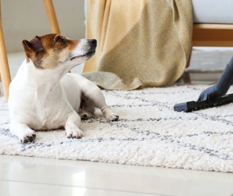 Putzen, staubsaugen in Hundehaushalt