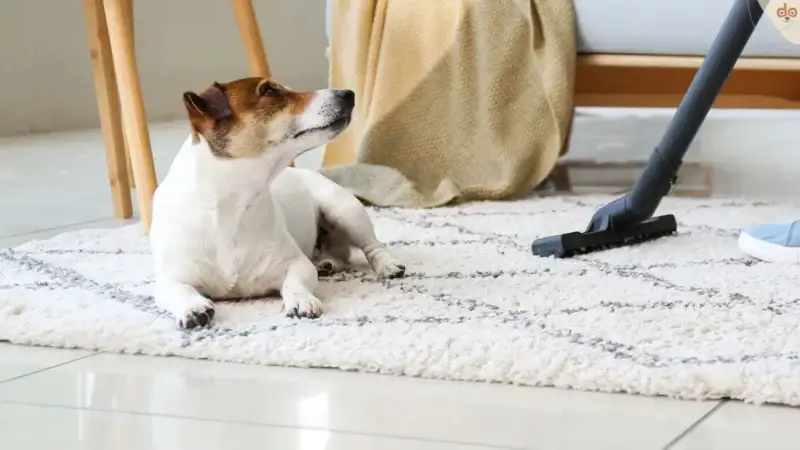 So gelingt der Hausputz im Hundehaushalt