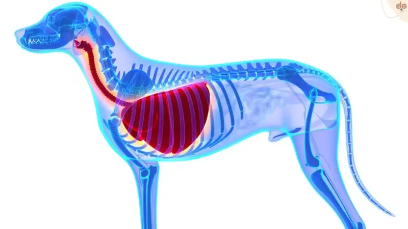 Bronchitis