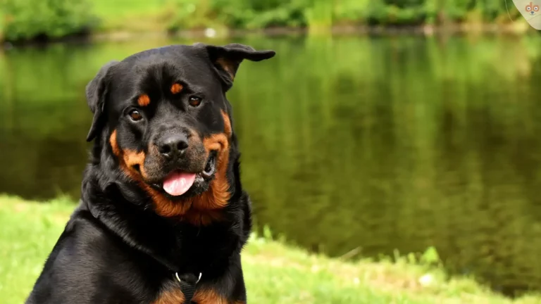 Rottweiler vor Teich in Garten, schaut zufrieden