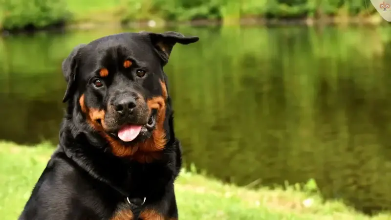 Hundefreundlicher Garten: Tipps zur Gestaltung und Einrichtung