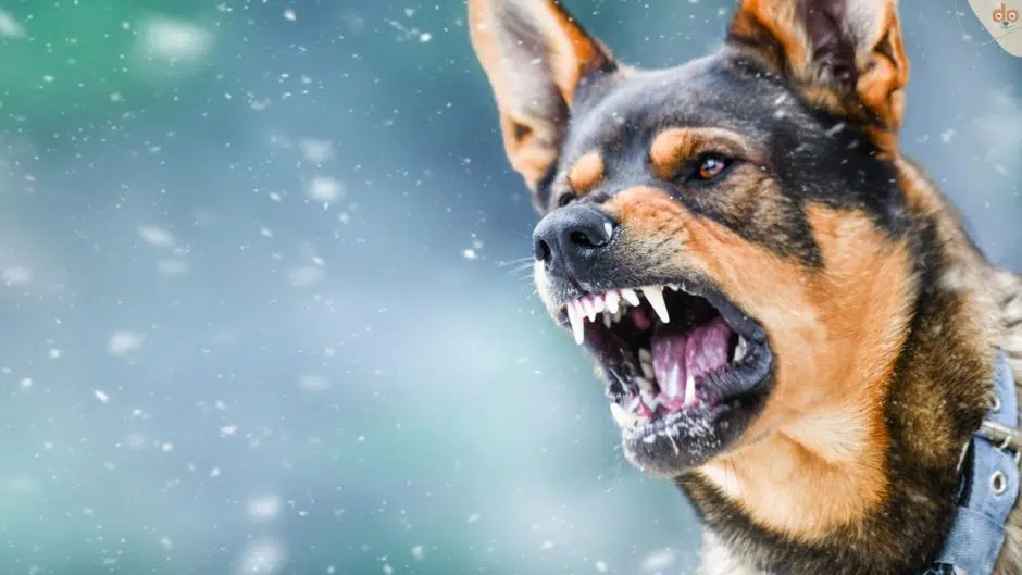 Aggressiver Schäferhund zeigt Zähne