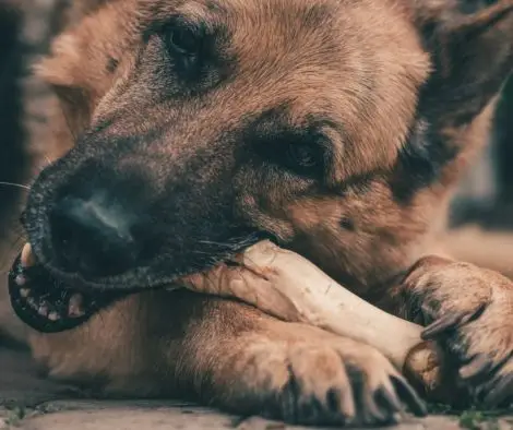 Schäferhund frisst knochen in aller Ruhe