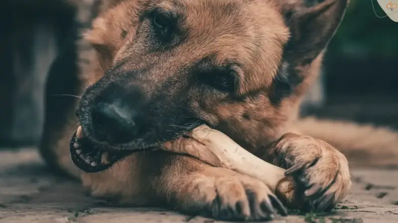 Knochenfütterung bei Hunden: Die Vor- und Nachteile
