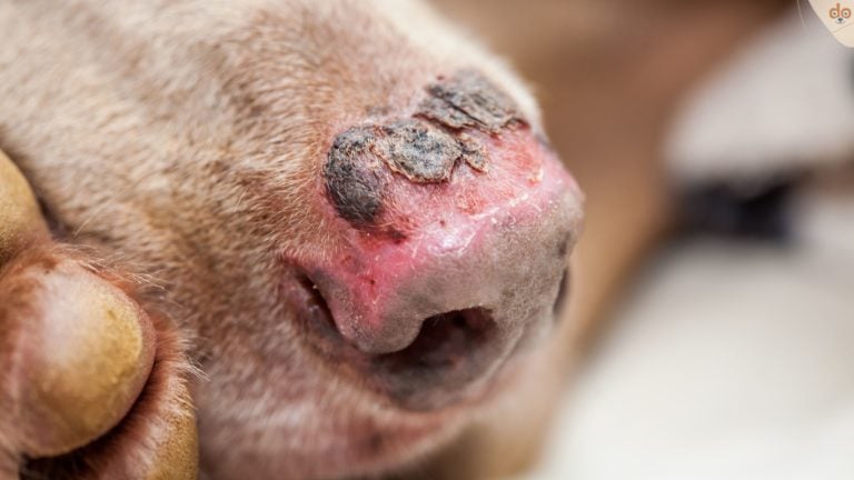 Schwerer Sonnenbrand auf Hundenase