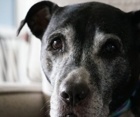 Senior Hund schaut in Kamera