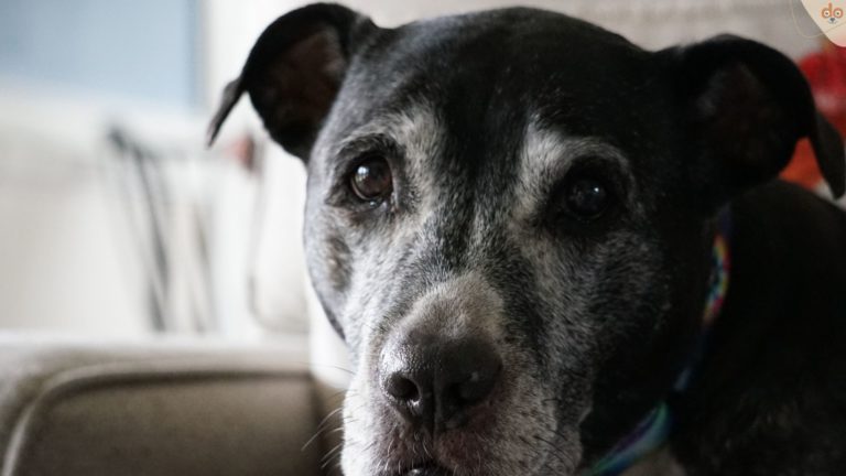 Senior-Hund schaut in Kamera