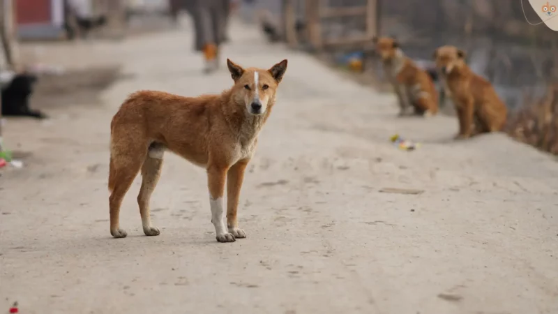 Hundevermittlung mal anders: Pfarrer in Brasilien nimmt Streuner in Kirche auf