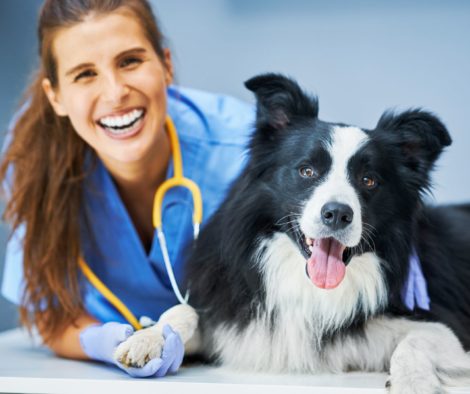 Tierärztin lacht mit Hund gesund