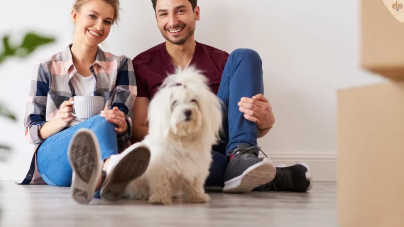So gelingt der stressfreie Umzug mit Hund
