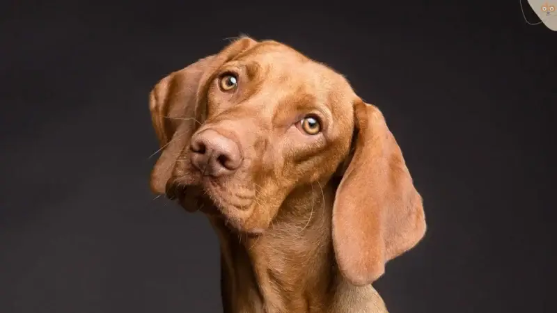 Häufige Hundekrankheiten: Das Lipom (Fettgeschwulst)