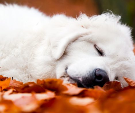 Weisser Welpe schläft seitlich liegend in Laub
