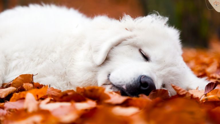Weisser Welpe schläft seitlich liegend in Laub