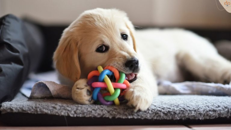 Welpe kaut an Kunstoff Spielzeug Ball