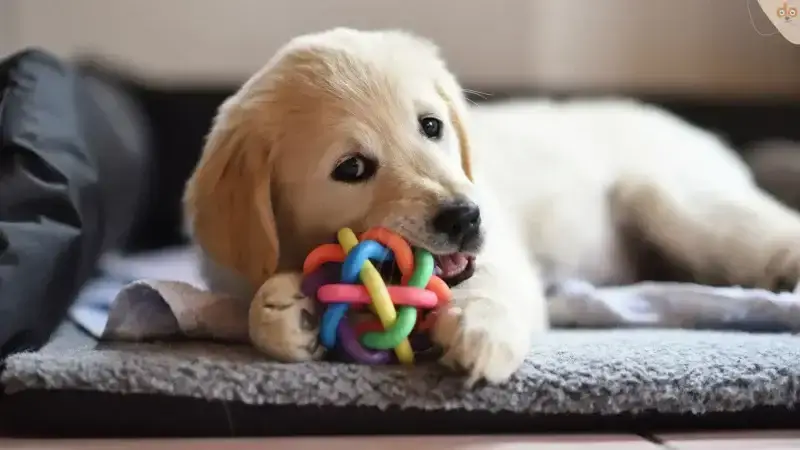 Treat Dispensing Spielzeug