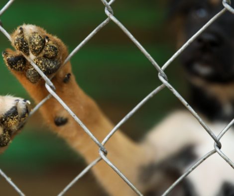 Welpenpfoten an Gitter, traurig, Tierschutz