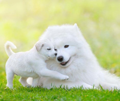 Weil wir Hunde lieben