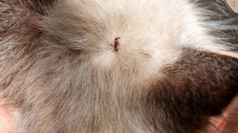 Zecke auf dem Kopf im Fell schon angesaugt