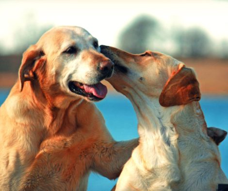 Zwei Hunde, beste Freunde