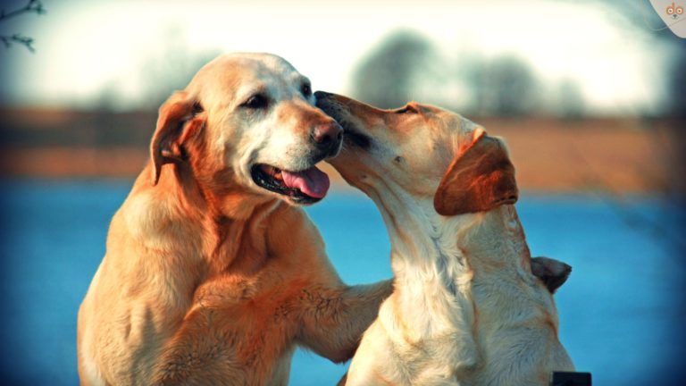 Zwei Hunde, beste Freunde