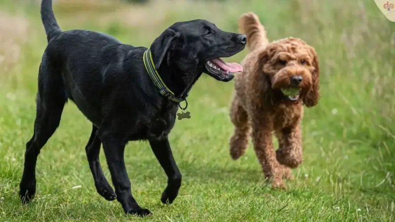Hunde Sozialisierung: So wird aus dem Hund ein Begleiter fürs Leben