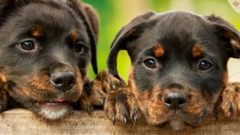 Genetik Studie zu Inzucht bei Hunden