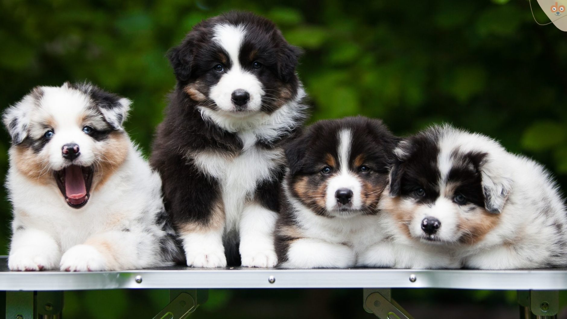 Bummelige Australian Shepherd Welpen