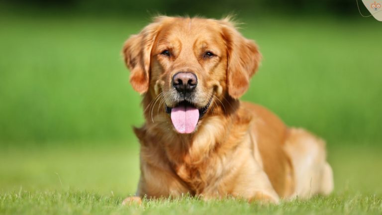 Golden Retriever liegt auf Wiese