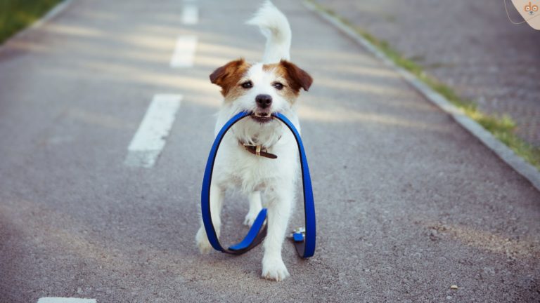 Hund will angeleint werden