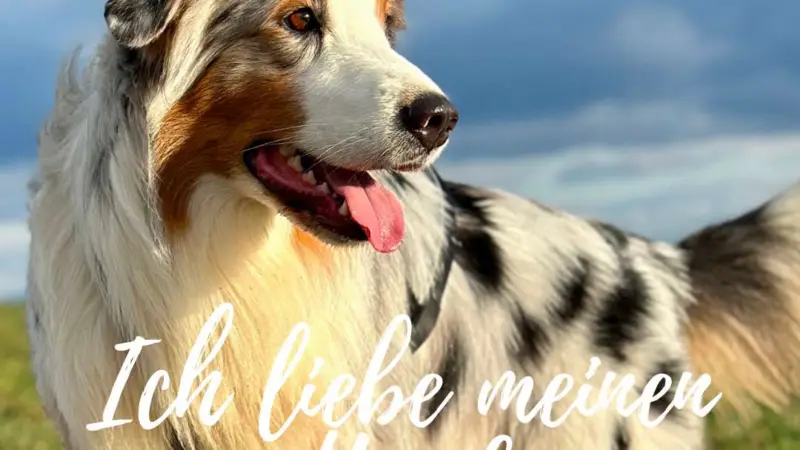 Soll ich meinen Hund verabschieden?
