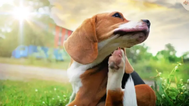 Allergie beim Hund: Ein tieferer Einblick