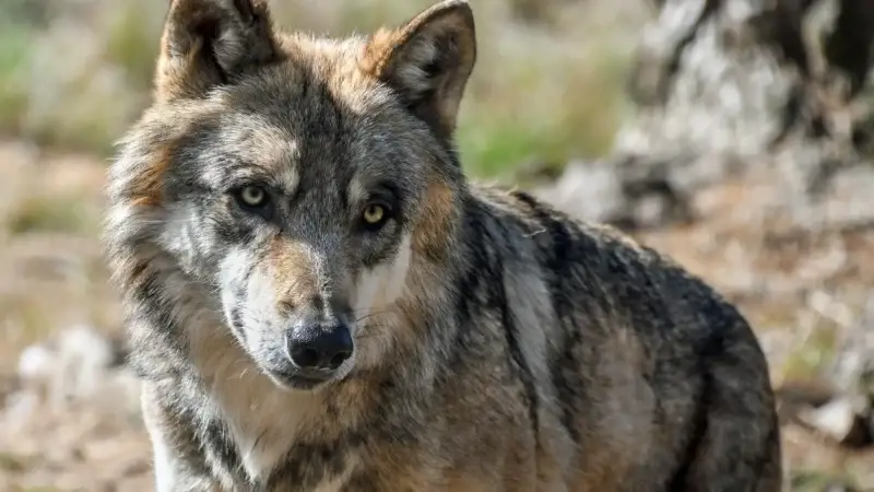 Wolf