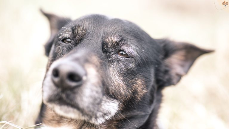 Alter Hund schaut müde