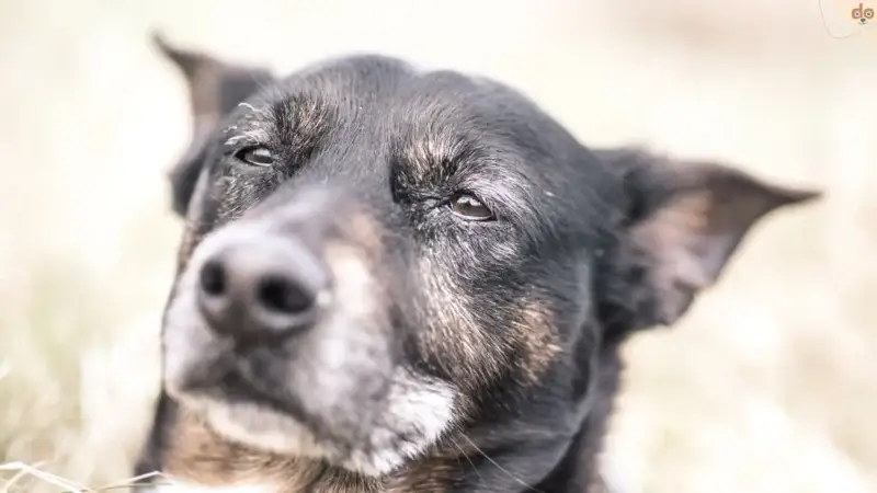 Tod des Hundes – Trauer verstehen, verarbeiten und begleiten