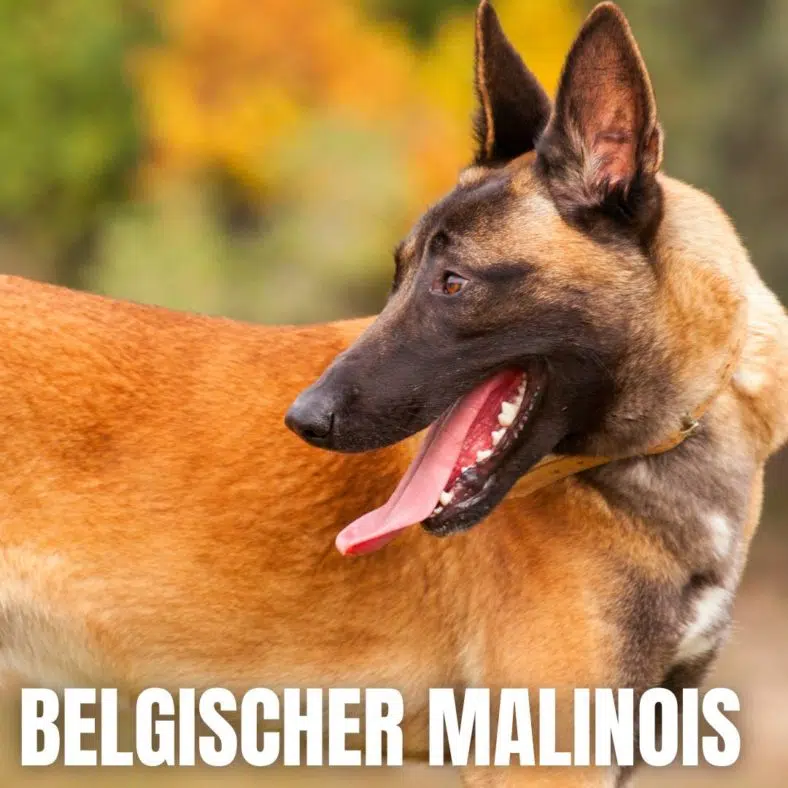 Belgischer Malinois