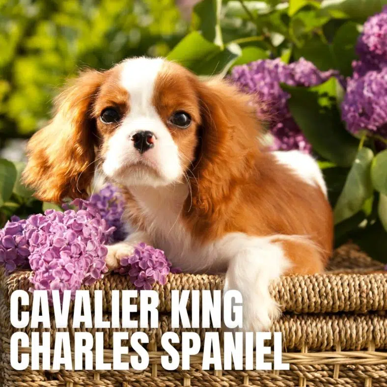 Cavalier King Charles Spaniel
