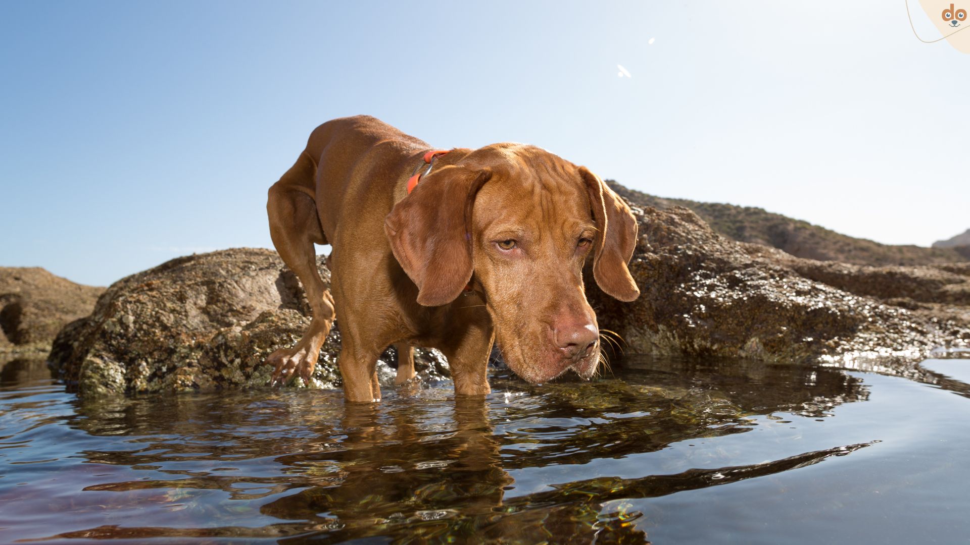 Hund blickt konzentriert in den See