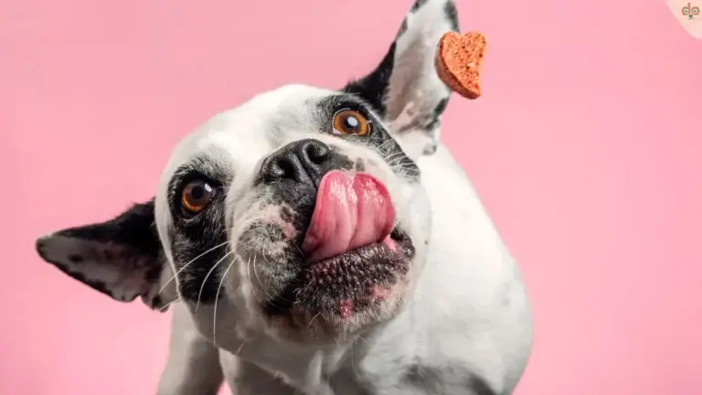 Hund fängt Leckerchen konzentriert
